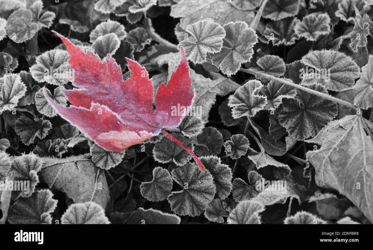 Ein Ahornblatt im Winterfrost. Stockfoto