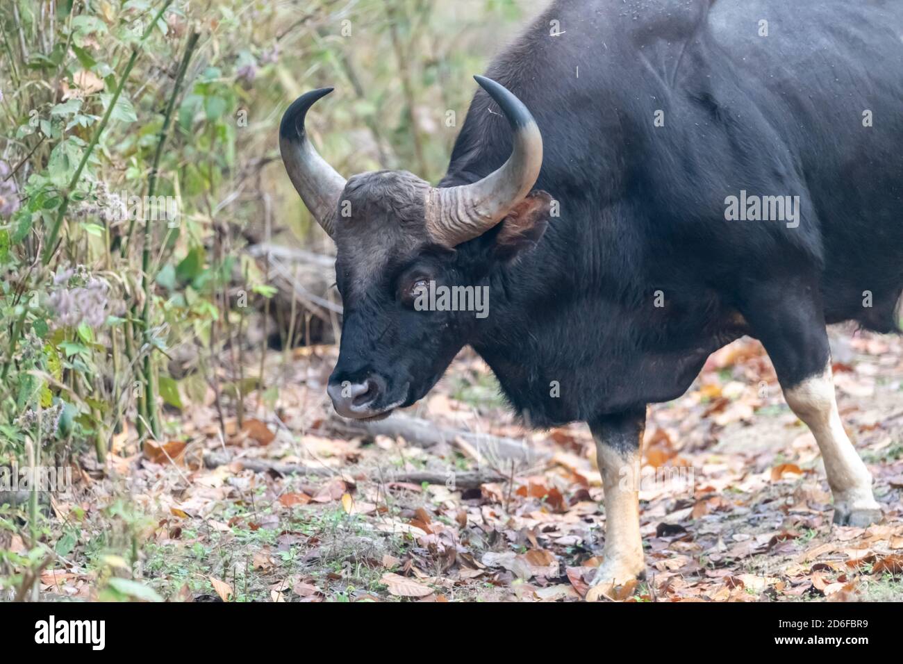 Der indische Gaur (Bos gaurus) wird als verwundbar eingestuft Stockfoto