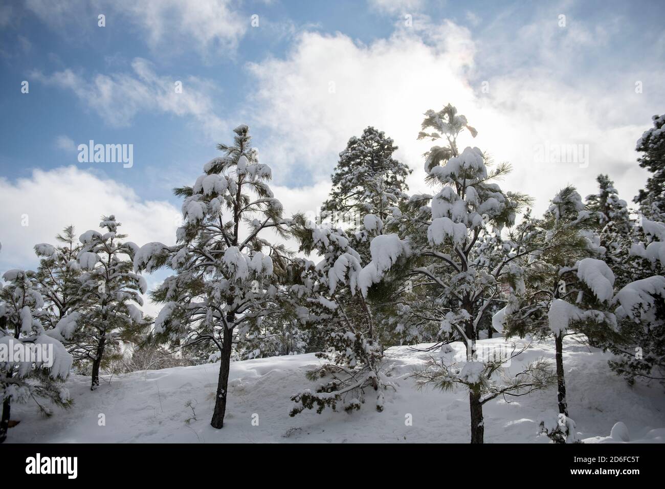 Kleine Pinien mit Schnee bedeckt auf einem sonnigen Blau Himmel Winter Tag Stockfoto