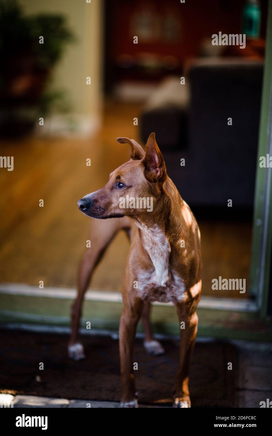 Roter Hund steht auf der Vorderseite Stoop Blick aus Stockfoto