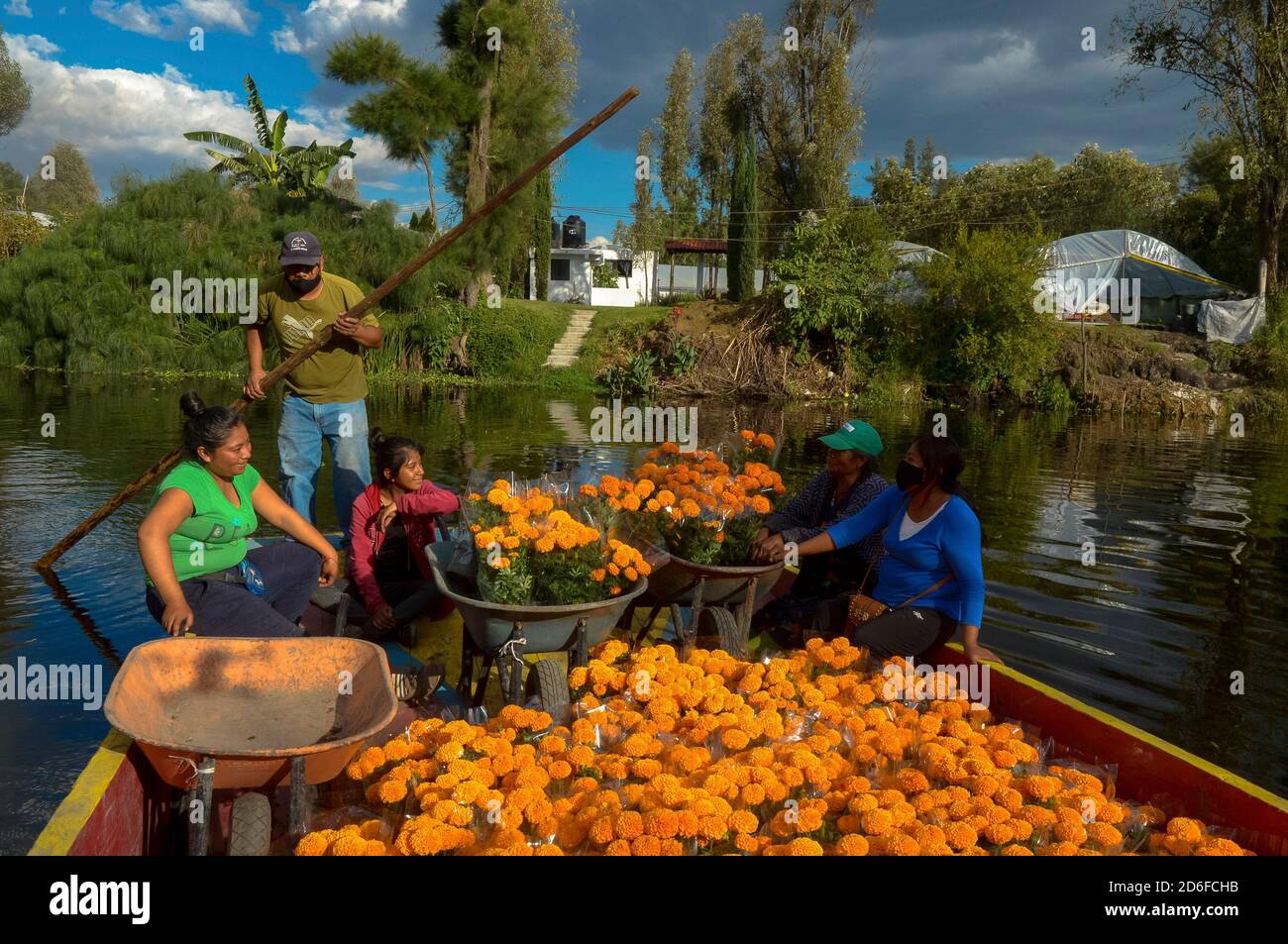 MEXIKO-STADT, MEXIKO - OKTOBER 15: Ringelblumen-Züchter in der Gegend von Xochimilco transportieren die Blume wurde ab dem Monat Mai geerntet, so dass sie ihre Bestellungen im Monat Oktober an ihre Kunden liefern können, da diese Blume charakteristisch für die Feierlichkeiten zum Tag der Toten ist. Am 15. Oktober 2020 in Mexiko-Stadt, Mexiko. Quelle: Nicolas Tavira/Eyepix Group/The Photo Access Stockfoto