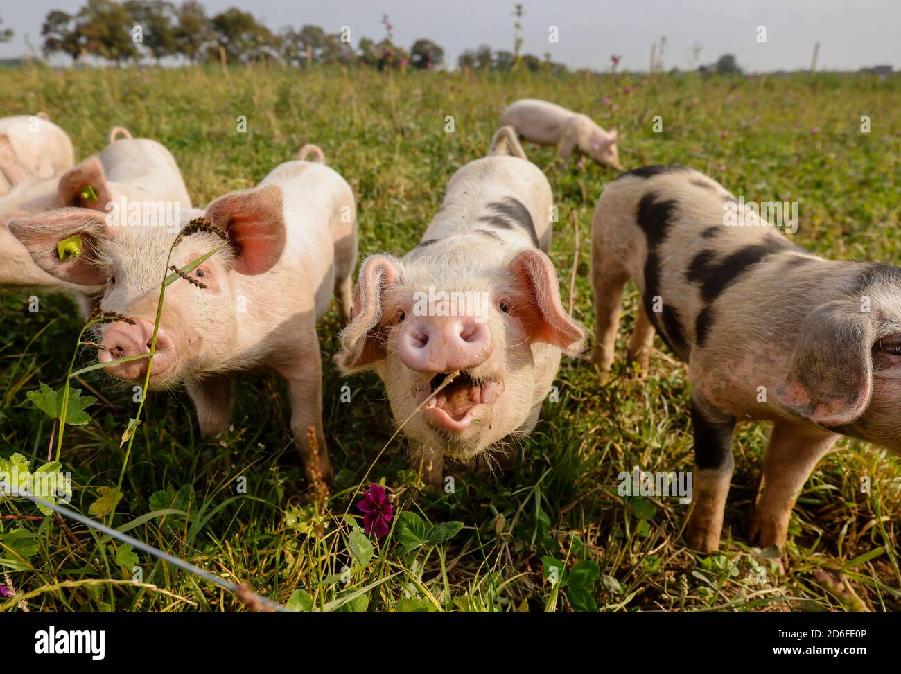 Kamp-Lintfort, Nordrhein-Westfalen, Deutschland - Bio-Landwirtschaft NRW, Bio-Schweine, Weideschweine, Freilandschweine leben auf dem Bioland-Bauernhof Frohnenbruch das ganze Jahr über an der frischen Luft, als Wetterschutz gibt es nur eine offene Schutzhütte. Stockfoto