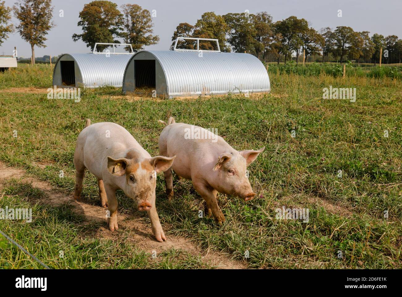 Kamp-Lintfort, Nordrhein-Westfalen, Deutschland - Bio-Landwirtschaft NRW, Bio-Schweine, Weideschweine, Freilandschweine leben auf dem Bioland-Bauernhof Frohnenbruch das ganze Jahr über an der frischen Luft, als Wetterschutz gibt es nur eine offene Schutzhütte. Stockfoto