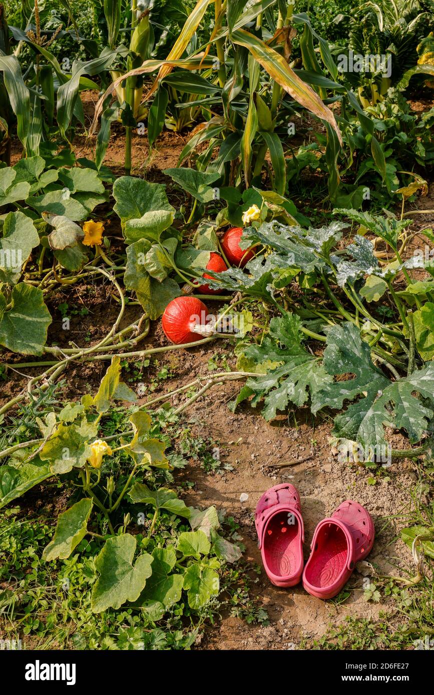 Kamp-Lintfort, Nordrhein-Westfalen, Deutschland - Öko-Landbau NRW, Gartenschuhstand im Gemüsegarten, Ackerhelden Bio Mietgaerten, die Mietgärten auf dem Bioland-Hof werden professionell mit Bio-Jungpflanzen vorgepflanzt. Stockfoto