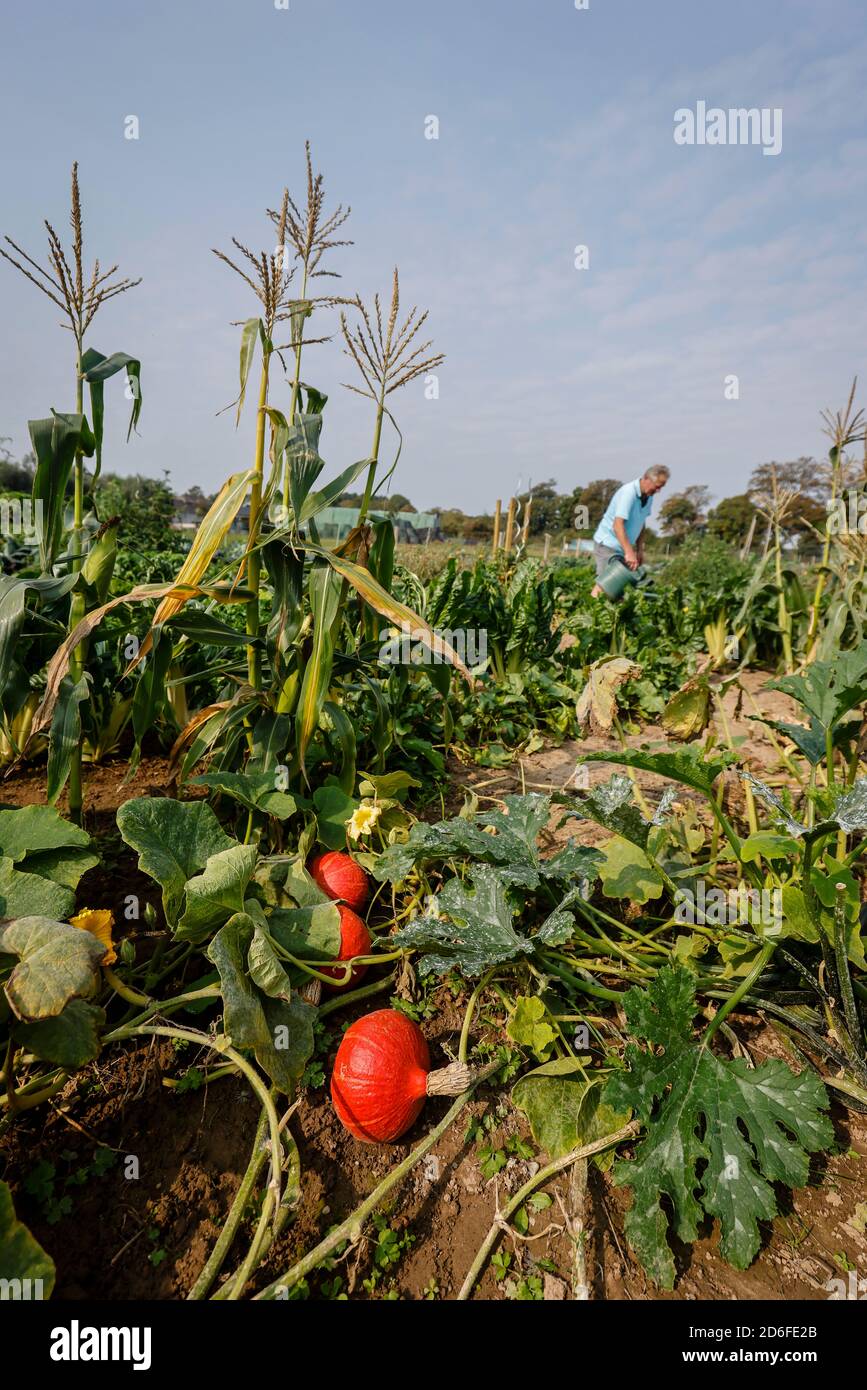 Kamp-Lintfort, Nordrhein-Westfalen, Deutschland - Ökokolandbau NRW, Ackerhelden Bio Mietgaerten, die Mietgärten auf dem Bioland-Hof sind professionell mit Bio-Jungpflanzen vorbepflanzt. Stockfoto
