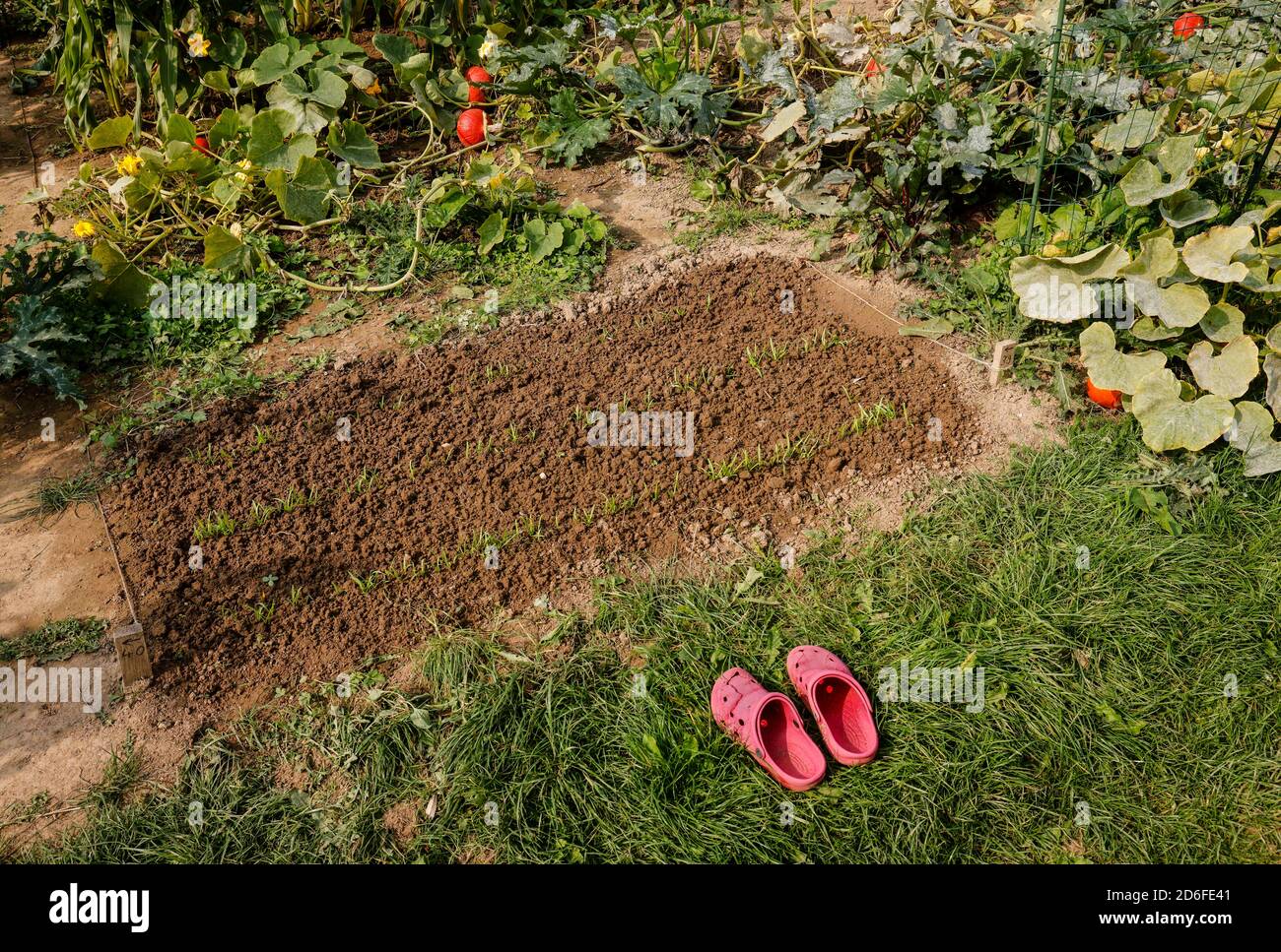 Kamp-Lintfort, Nordrhein-Westfalen, Deutschland - Öko-Landbau NRW, Gartenschuhstand im Gemüsegarten, Ackerhelden Bio Mietgaerten, die Mietgärten auf dem Bioland-Hof werden professionell mit Bio-Jungpflanzen vorgepflanzt. Stockfoto