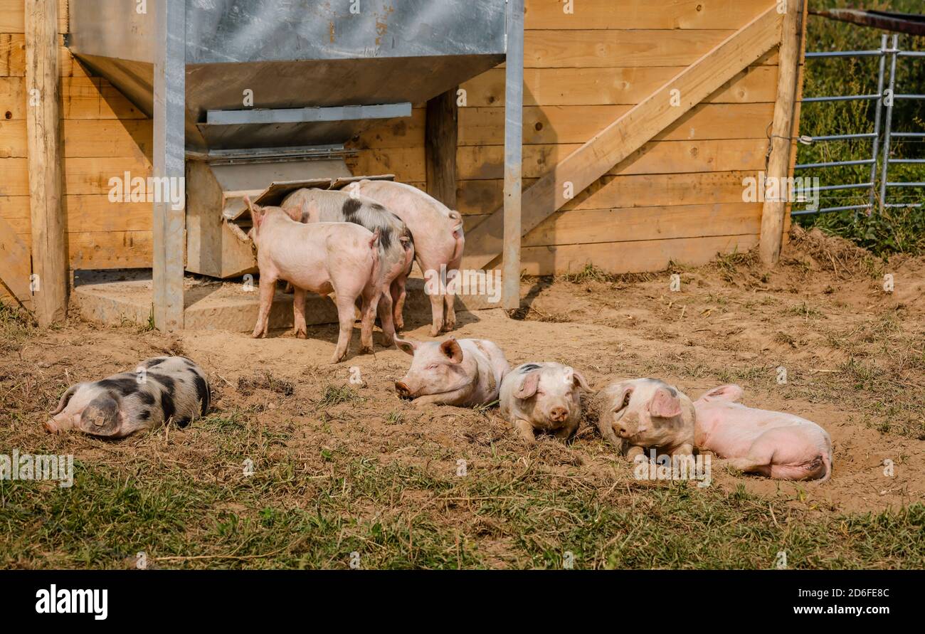 Kamp-Lintfort, Nordrhein-Westfalen, Deutschland - Bio-Landwirtschaft NRW, Bio-Schweine, Weideschweine, Freilandschweine leben auf dem Bioland-Bauernhof Frohnenbruch das ganze Jahr über an der frischen Luft, als Wetterschutz gibt es nur eine offene Schutzhütte. Stockfoto