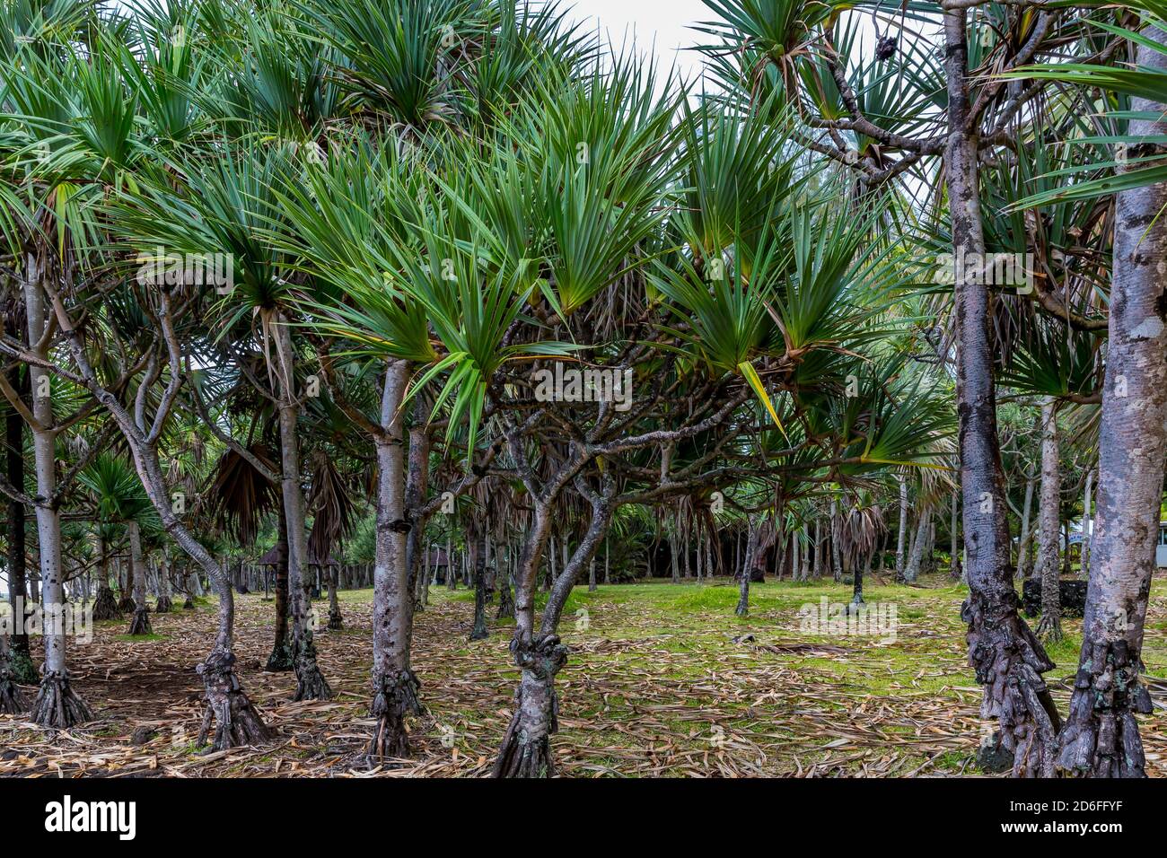 Park mit Palmen, Cap Méchant, La Réunion, Fanzösisches Überseegebiet, Frankreich, Afrika, Indischer Ozean Stockfoto