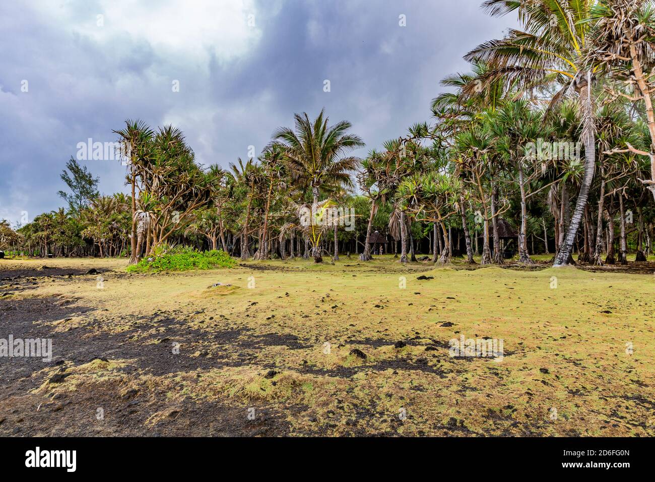 Lavasteine, Palmenpark, Cap Méchant, La Réunion, Fanzösisches Überseegebiet, Frankreich, Afrika, Indischer Ozean Stockfoto