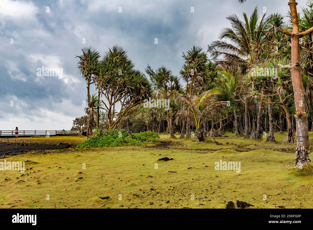 Park mit Palmen, Cap Méchant, La Réunion, Fanzösisches Überseegebiet, Frankreich, Afrika, Indischer Ozean Stockfoto