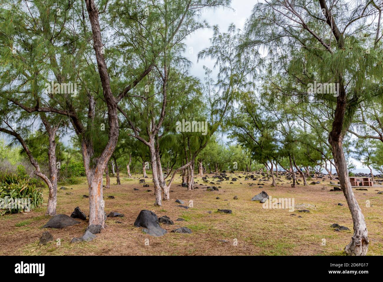 Lavasteine, Park mit Palmen und Casuarina Bäumen, Cap Méchant, La Réunion, Fanzösisches Überseegebiet, Frankreich, Afrika, Indischer Ozean Stockfoto