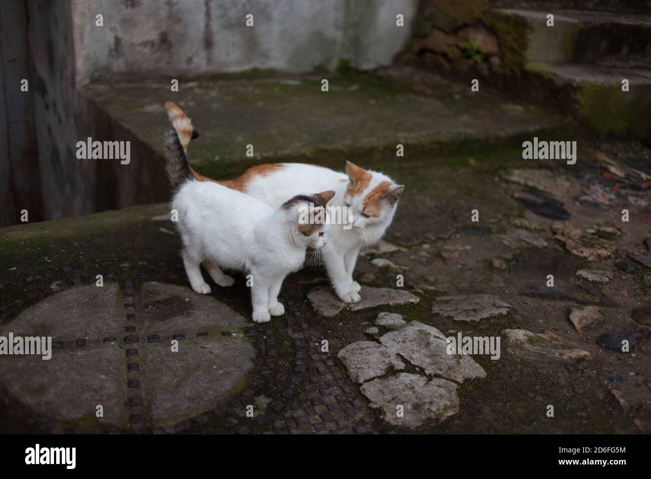 Straßenkatzen Stockfoto