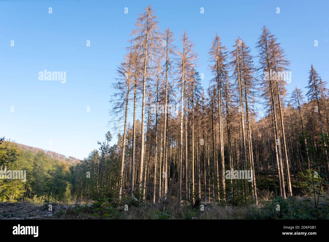 Deutschland, Sachsen-Anhalt, Ilsenburg, abgestorbene Fichten (Picea abies) nach Befall und Verzehr durch den großen Achtzahnkäfer aus Fichtenrinde, Buchdrucker (IPS typographius), Nationalpark Harz Stockfoto