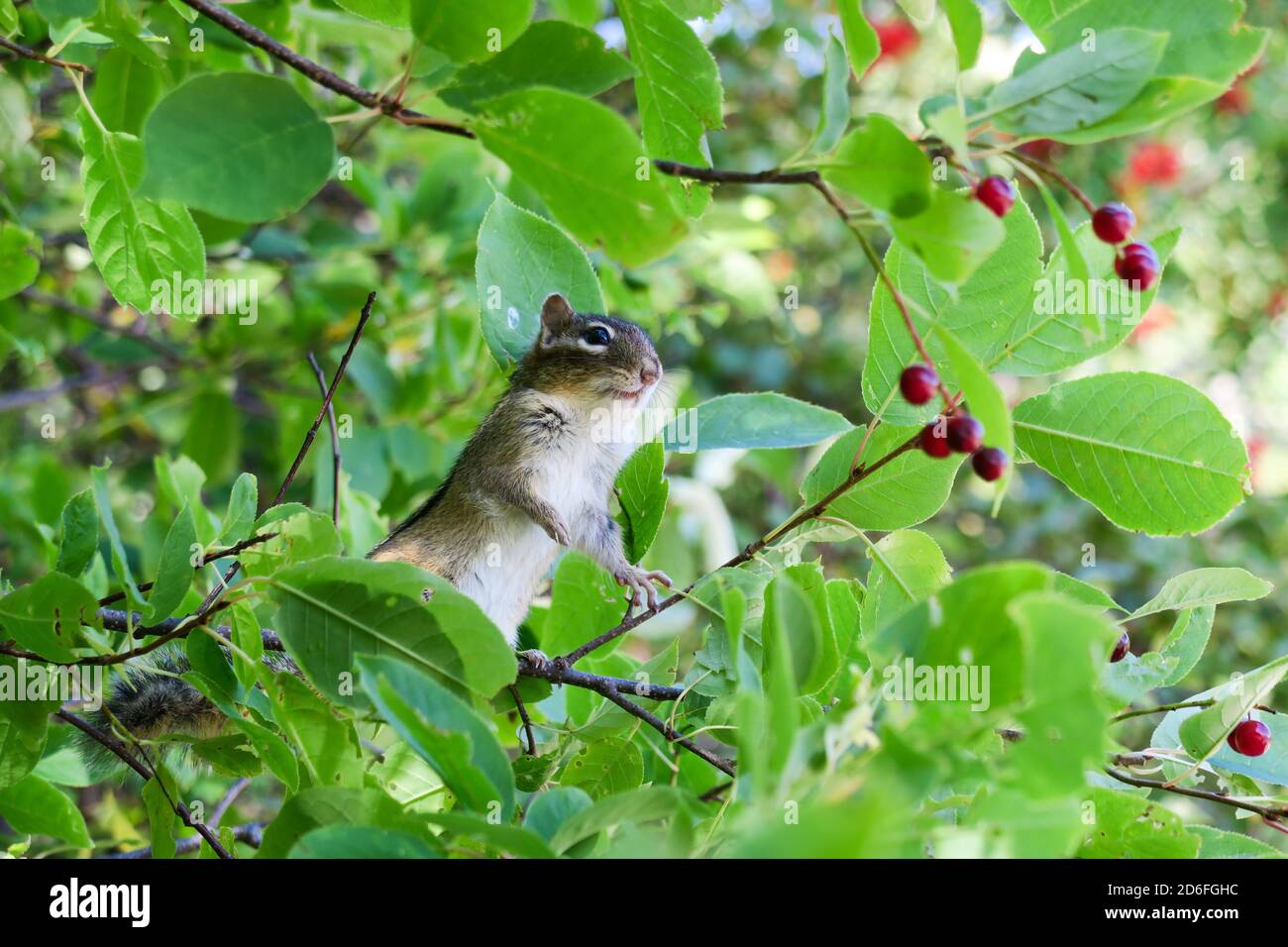 Blick auf einen niedlichen Chipmunk auf einem Baumzweig Stockfoto