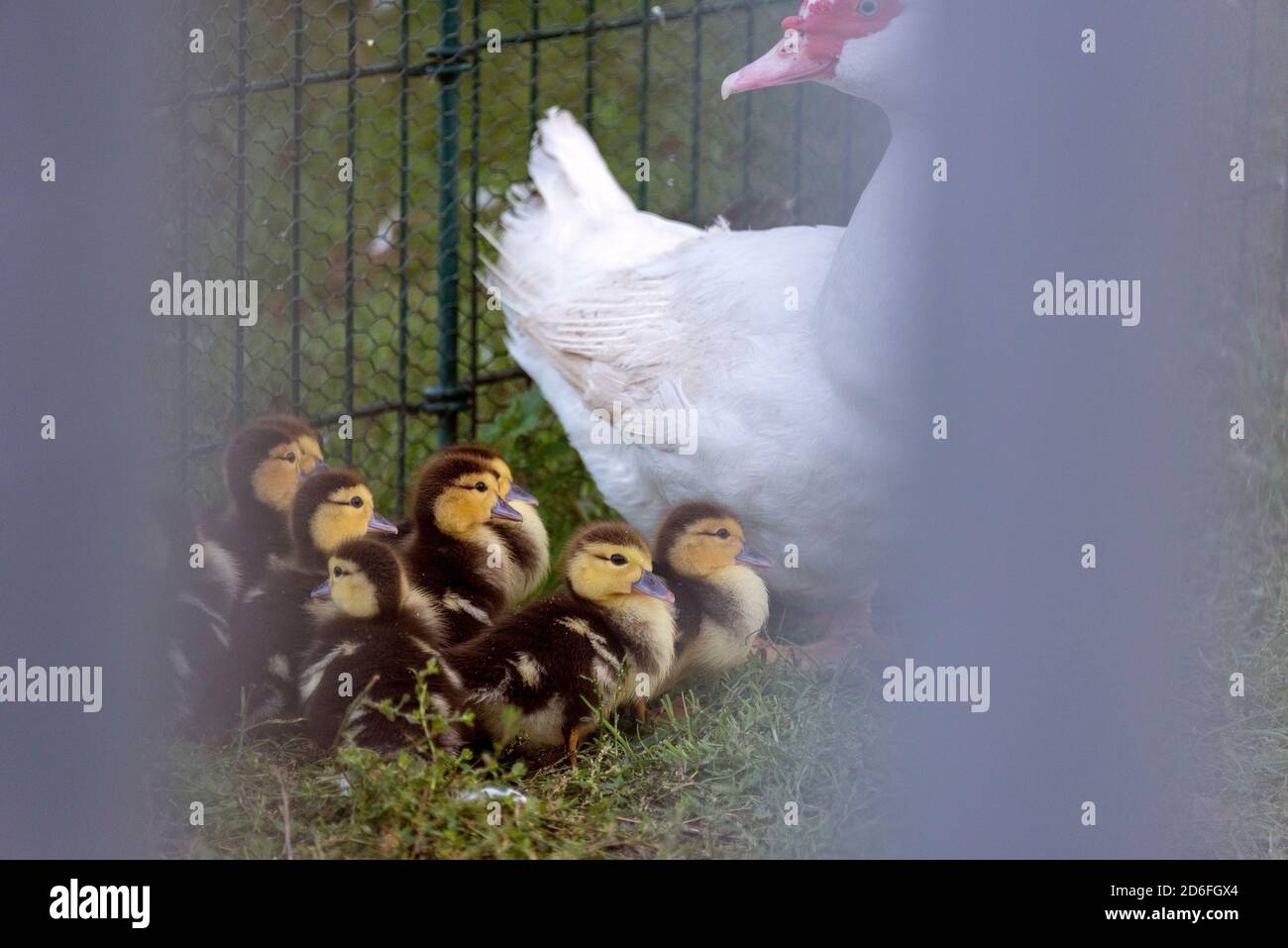 Küken einer Warzenente, Moschusente (Cairina moschata) Stockfoto