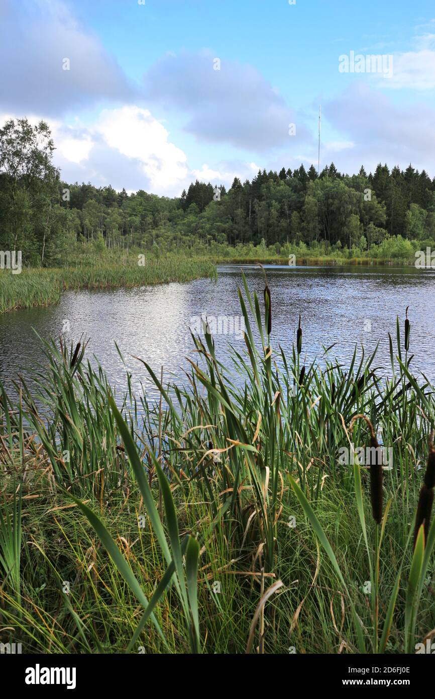 Rohrkolben und Schilf an einem kleinen See Stockfoto