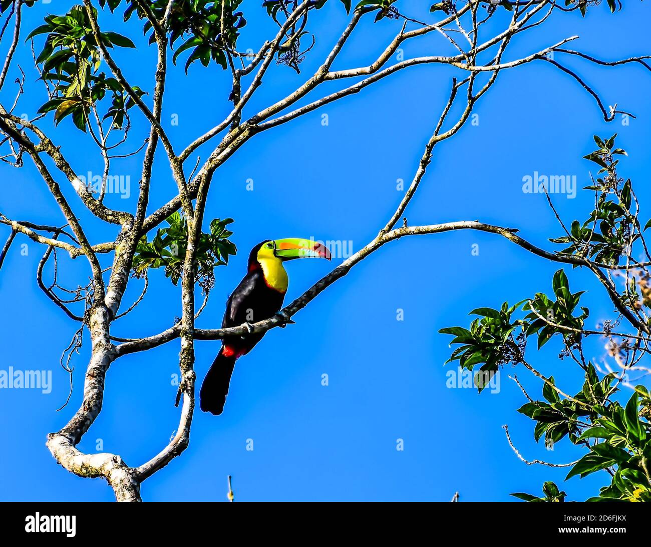 toucan Vogel auf einem Zweig, in Arenal Vulkan Gebiet costa rica zentralamerika Stockfoto