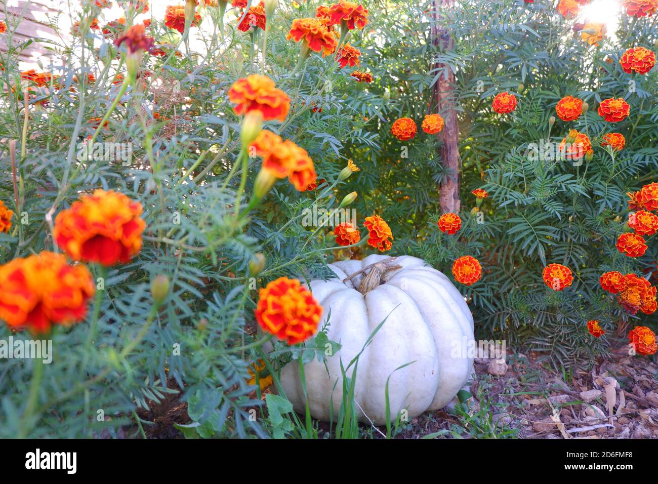 Orangen-Ringelblumen und Bio-Kürbis im Garten Stockfoto
