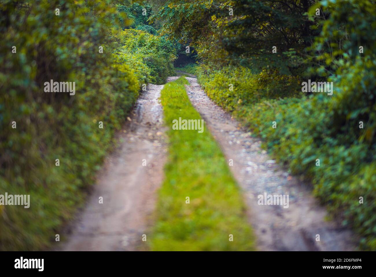 Unbefestigte Feldstraße im Wald mit grünem Laub Stockfoto