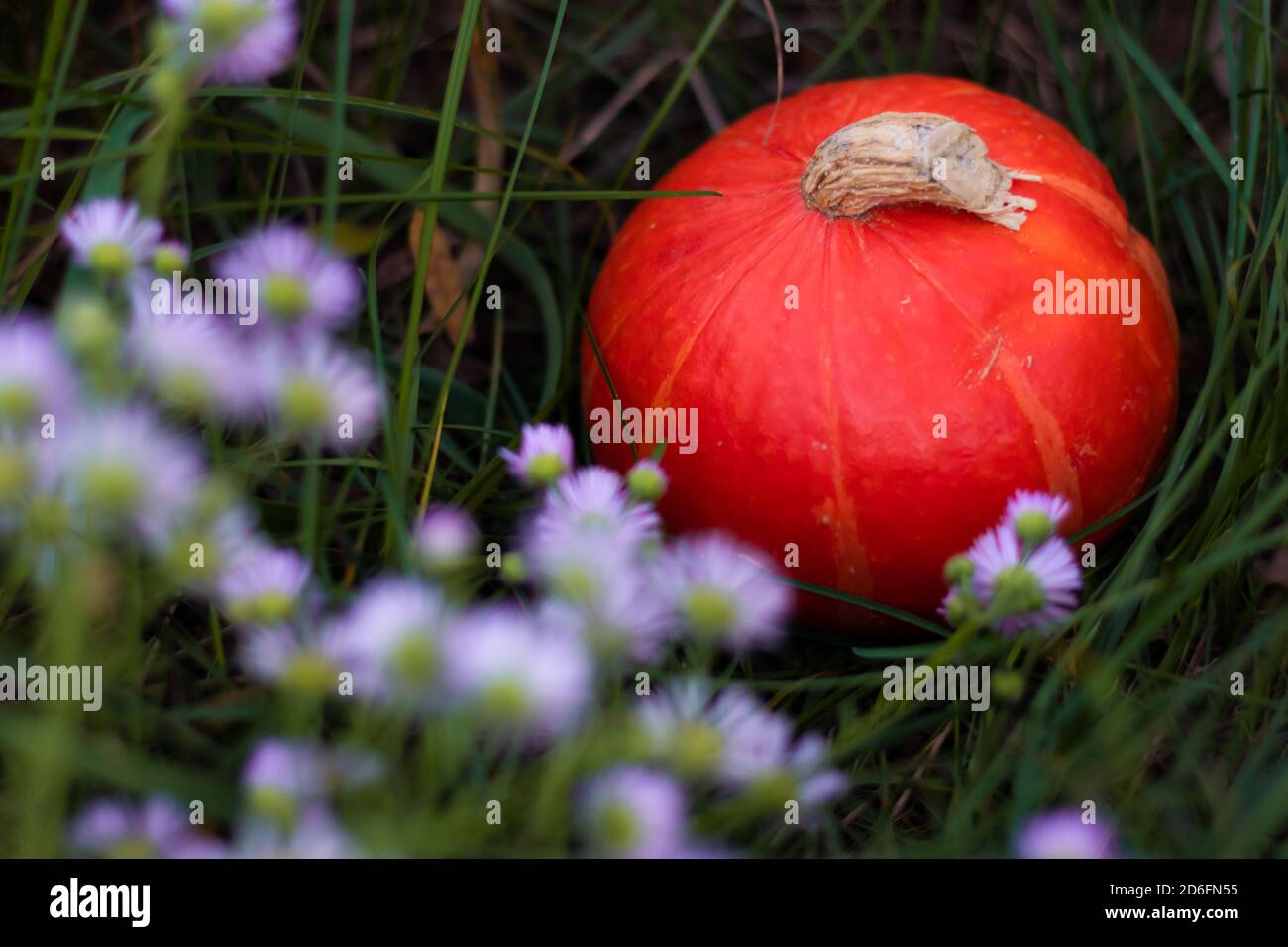 Ein runder orangefarbener Kürbis in einem grünen Gras mit kontrastreichen Wildblumen. Stockfoto