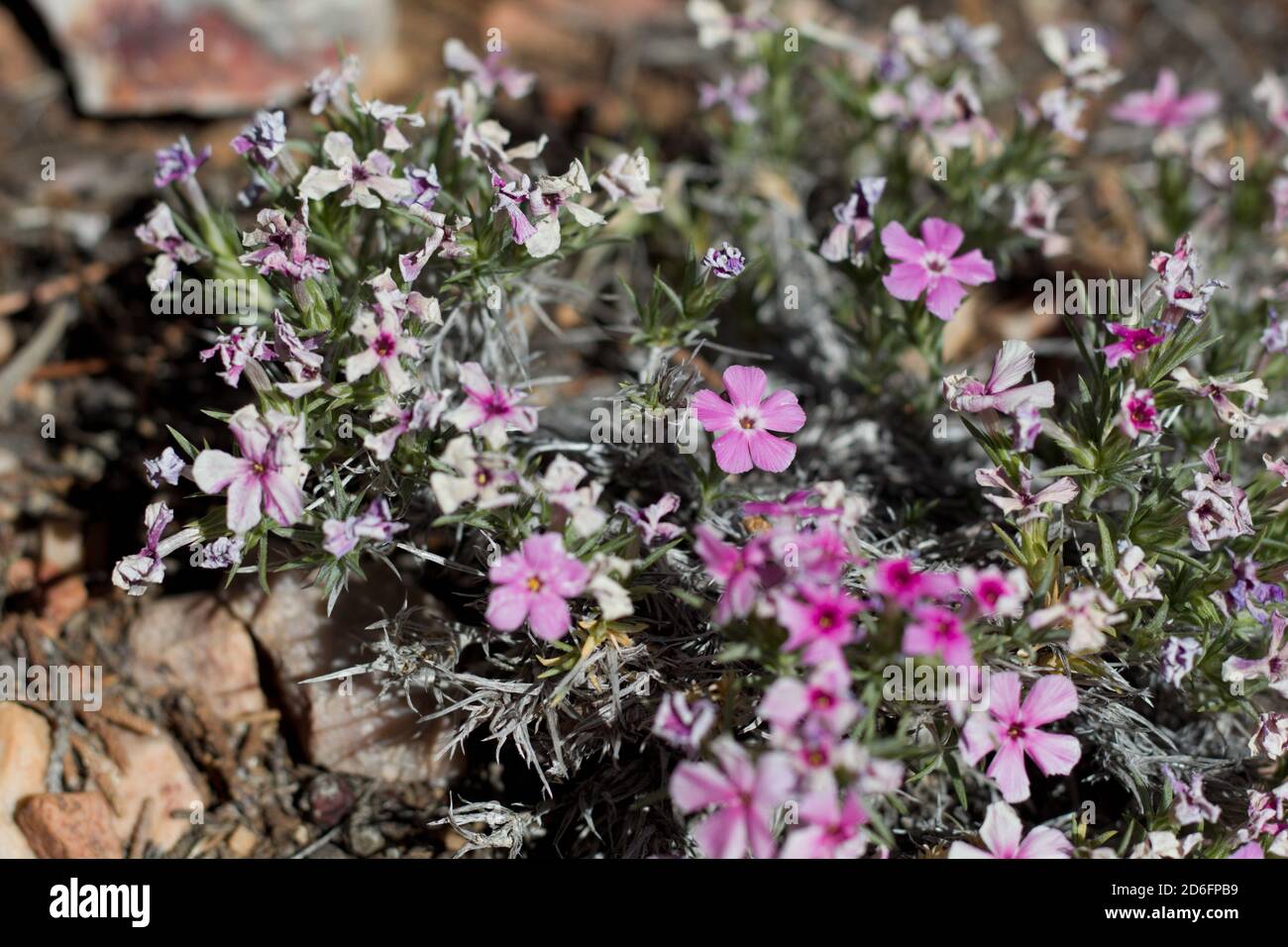 Rosa Blüten, Bergflamme, Phlox Austromontana, Polemoniaceae, native mehrjährige, Baldwin Lake Ecological Reserve, San Bernardino Mountains, Sommer. Stockfoto Rosa Blüten, Bergflamme, Phlox Austromontana, Polemoniaceae, native mehrjährige, Baldwin Lake Ecological Reserve, San Bernardino Mountains, Sommer. Stockfoto