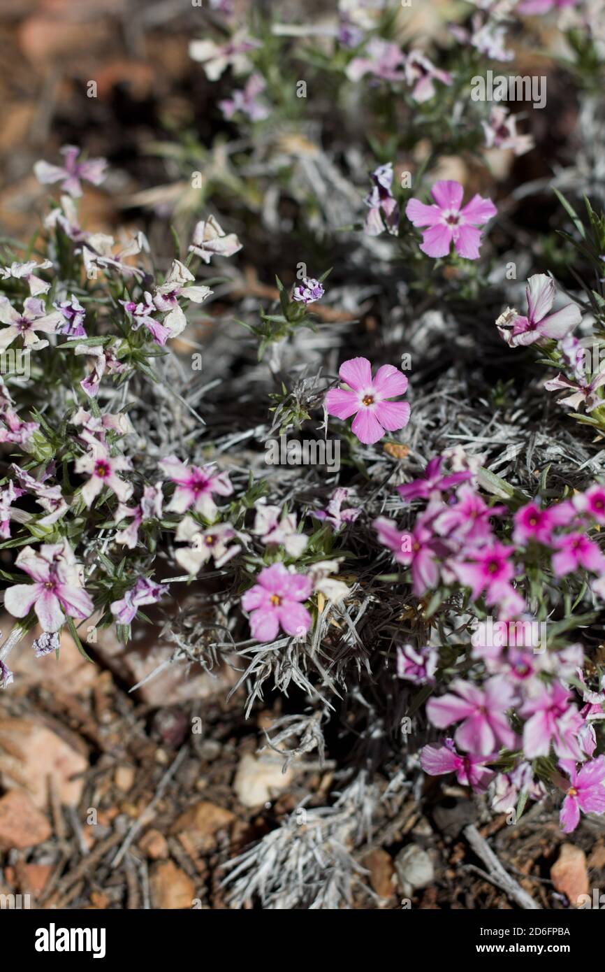 Rosa Blüten, Bergflamme, Phlox Austromontana, Polemoniaceae, native mehrjährige, Baldwin Lake Ecological Reserve, San Bernardino Mountains, Sommer. Stockfoto Rosa Blüten, Bergflamme, Phlox Austromontana, Polemoniaceae, native mehrjährige, Baldwin Lake Ecological Reserve, San Bernardino Mountains, Sommer. Stockfoto