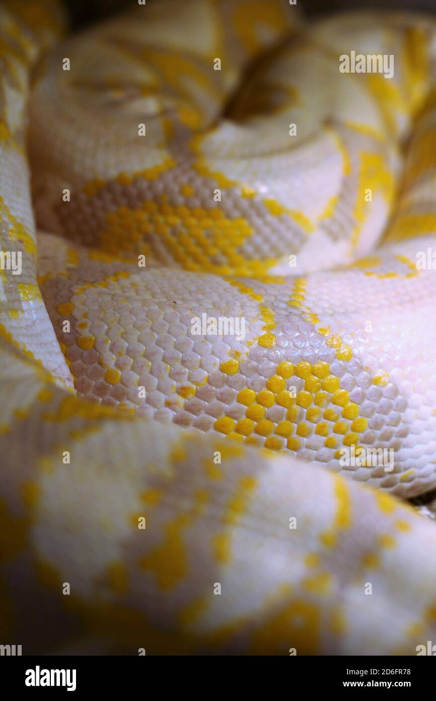 Nahaufnahme einer Lavendel-Albino-Python. Stockfoto