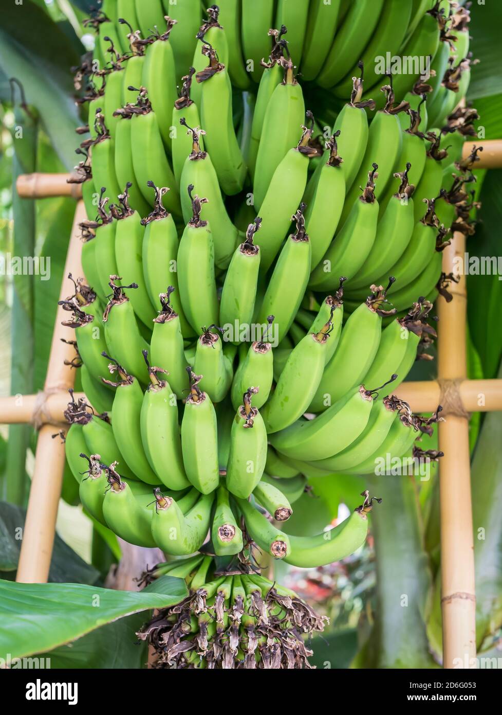 Grünes Bananenbündel in einem Bananenbaum. Stockfoto