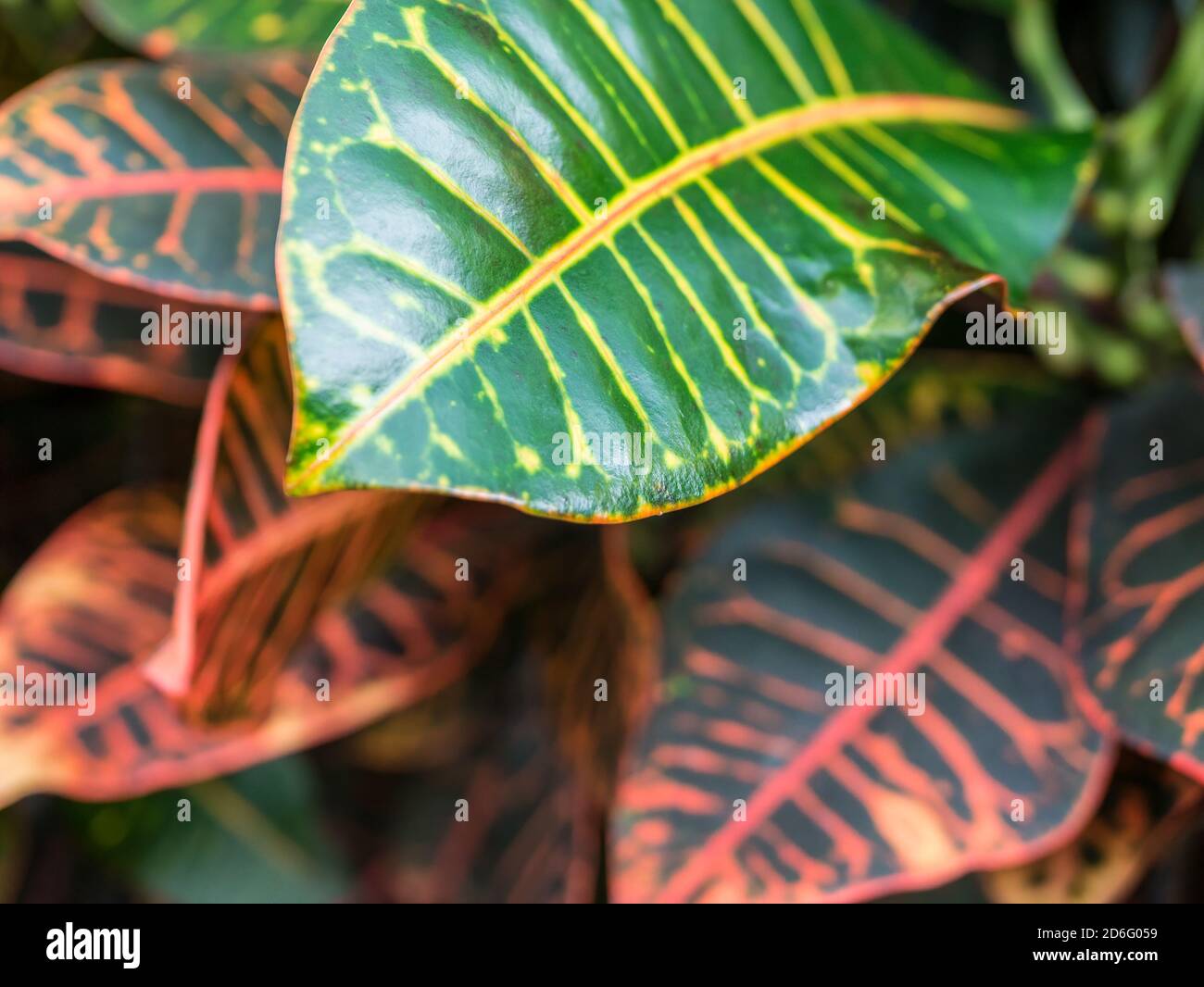 Nahaufnahme Detail mit dem Laub der Codiaeum variegatum (Feuer Croton oder Garten Croton) tropischen Pflanze. Selektiver Fokus Stockfoto