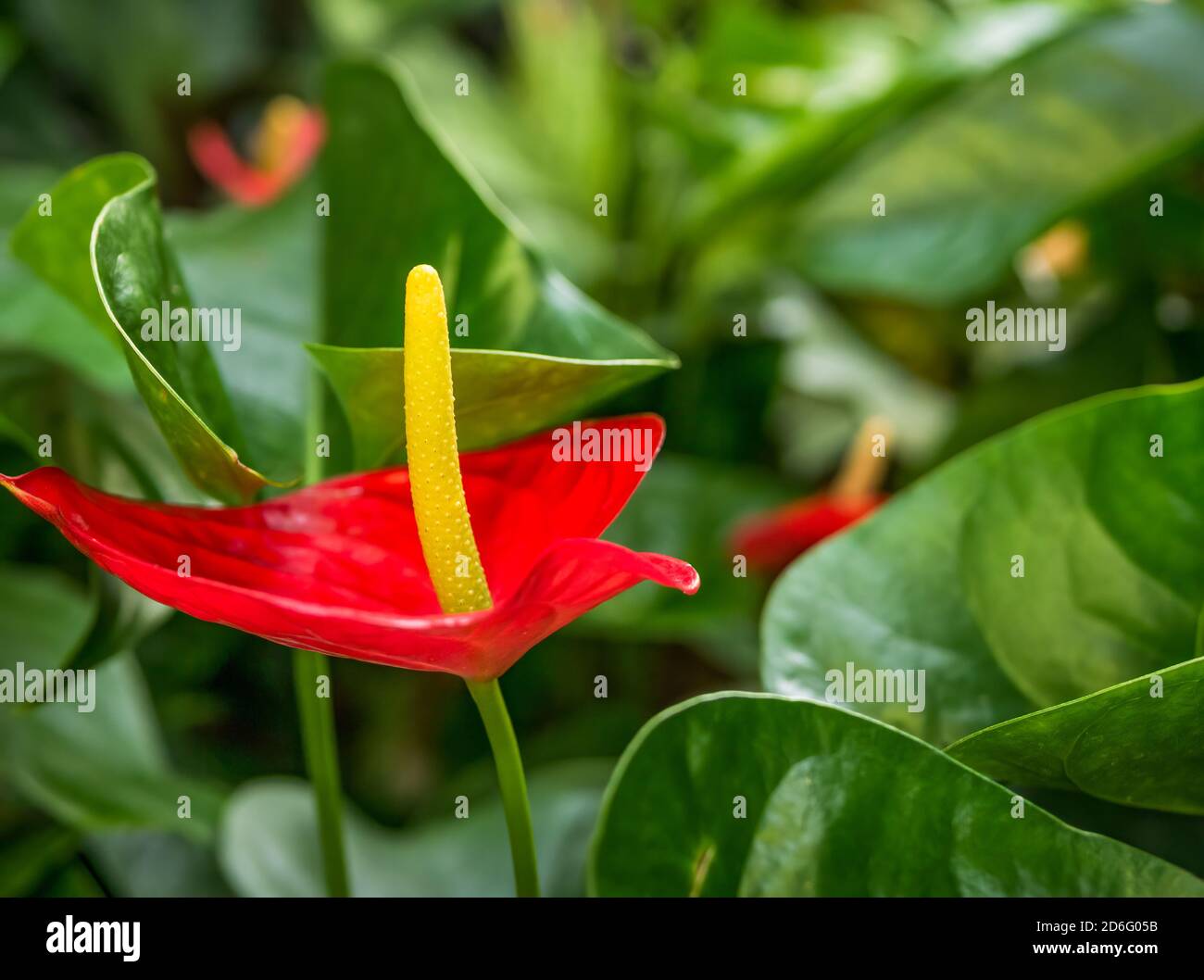 Schöne rote Anthurium andraeanum von Flamingo Blume mit verschwommenem Hintergrund. Stockfoto