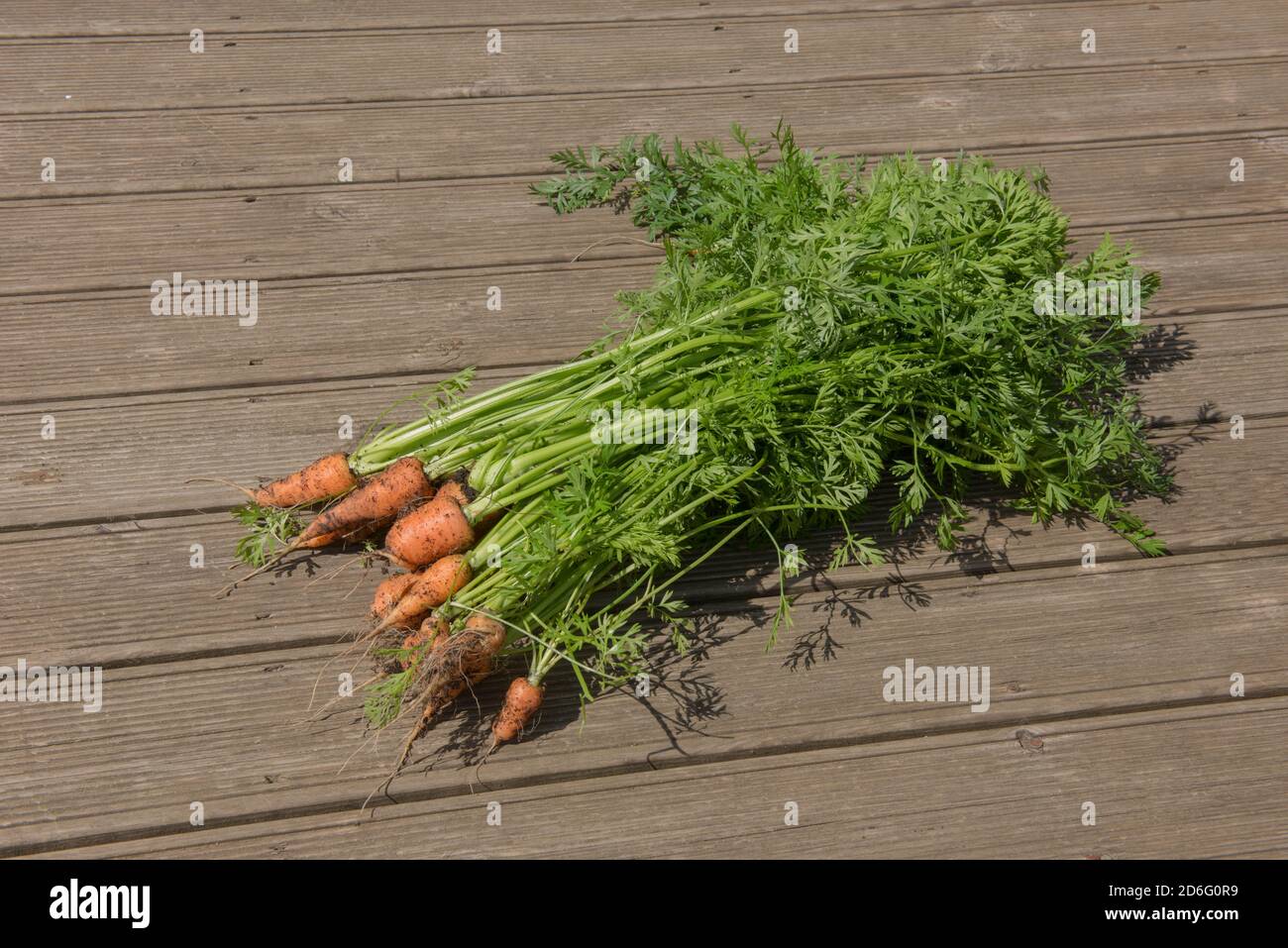 Bündel von frisch gepflückten hausgewachsenen Bio-Karotten (Daucus carota subsp. Sativus) auf einem Holzdecking Board Hintergrund in Rural Devon, England, Großbritannien Stockfoto