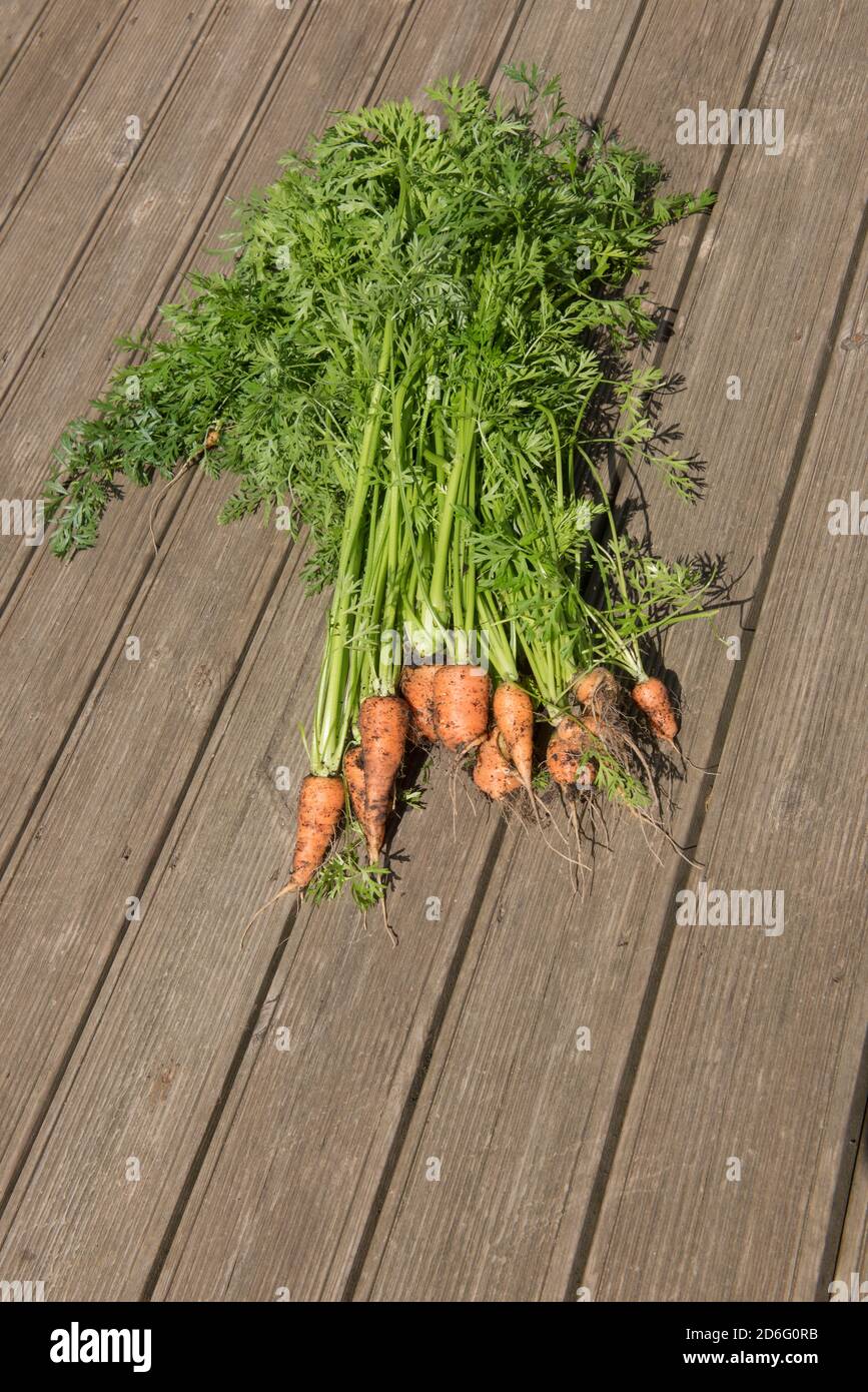 Bündel von frisch gepflückten hausgewachsenen Bio-Karotten (Daucus carota subsp. Sativus) auf einem Holzdecking Board Hintergrund in Rural Devon, England, Großbritannien Stockfoto