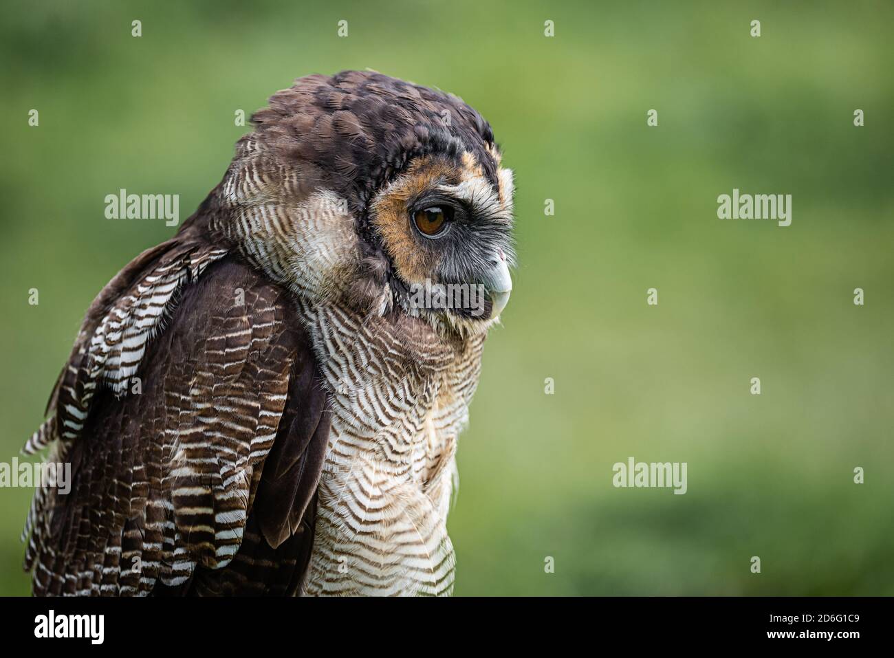 Ein Nahaufnahme halblanges Profilbild einer braunen Holzeule. Warnung nach rechts in den Kopierbereich starren Stockfoto