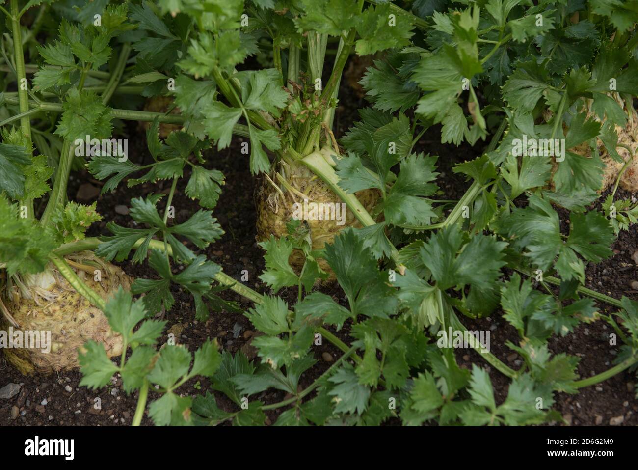 Selbstgewachsener biologischer Sellerie-Kopf (Apium graveolens var. rapaceum), der auf einer Zuteilung in einem Gemüsegarten in Rural Devon, England, Großbritannien wächst Stockfoto