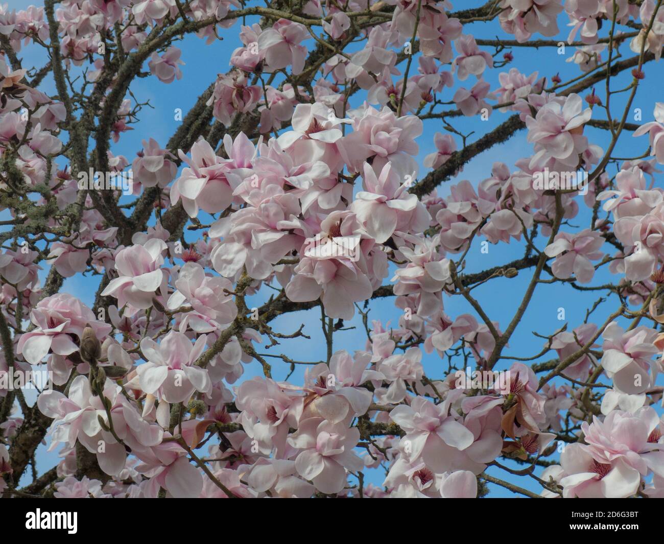 Frühling blühende helle Rosa Blumen auf einem Magnolienbaum mit einem hellen blauen Himmel Hintergrund in einem Woodland Garten in Rural Devon, England, UK Stockfoto