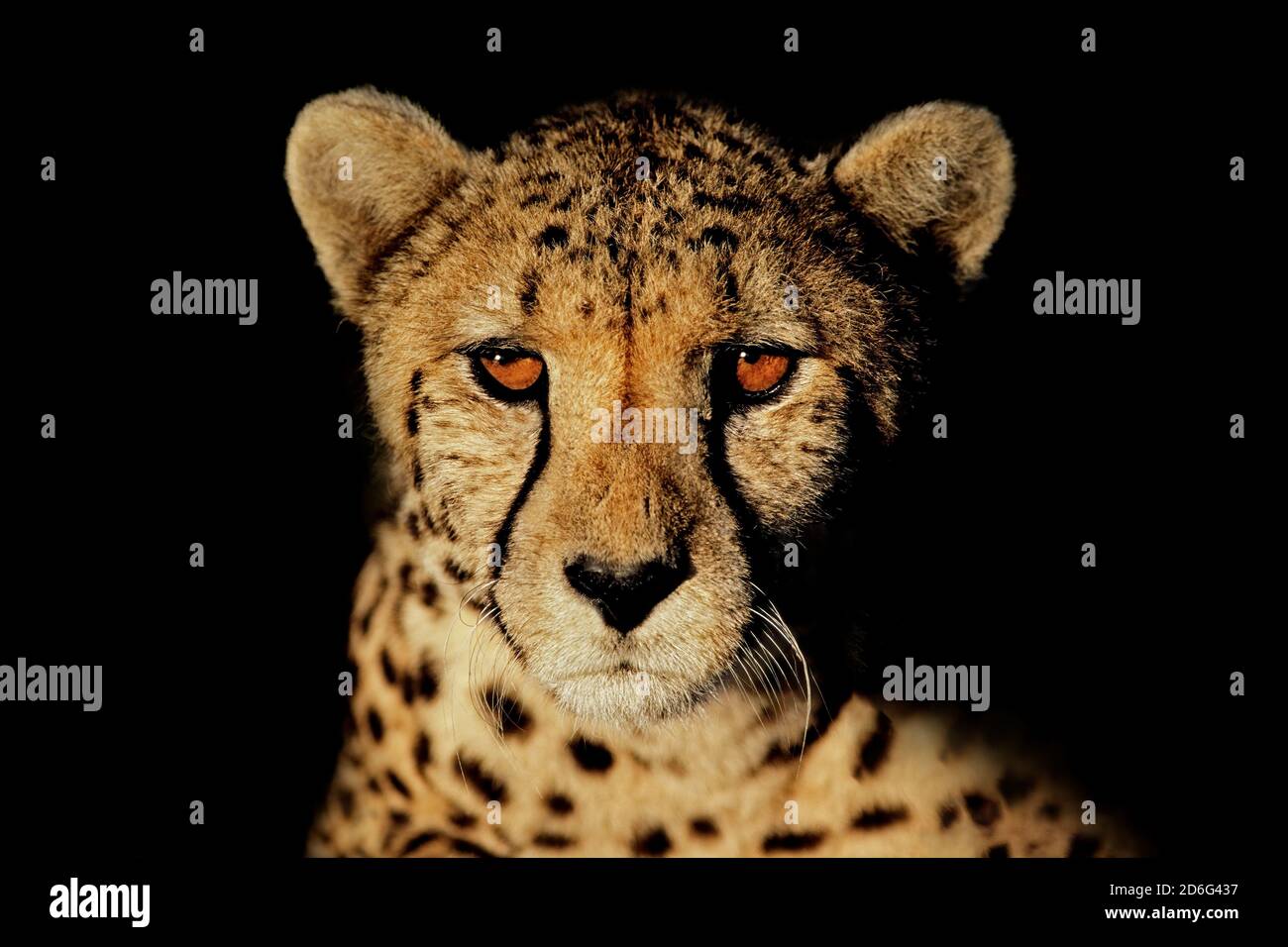 Porträt eines Geparden (Acinonyx jubatus) Mit intensiven Augen isoliert auf schwarz Stockfoto
