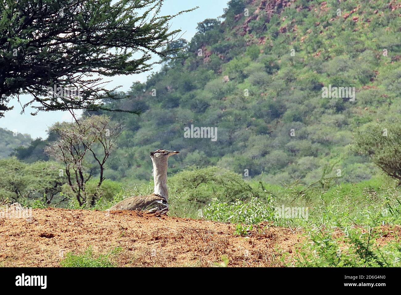 Eine Kori-Trappe (Ardeotis kori) im Busch der nassen Jahreszeit im Okonjima Nature Reserve in Erongo Region, Namibia Stockfoto