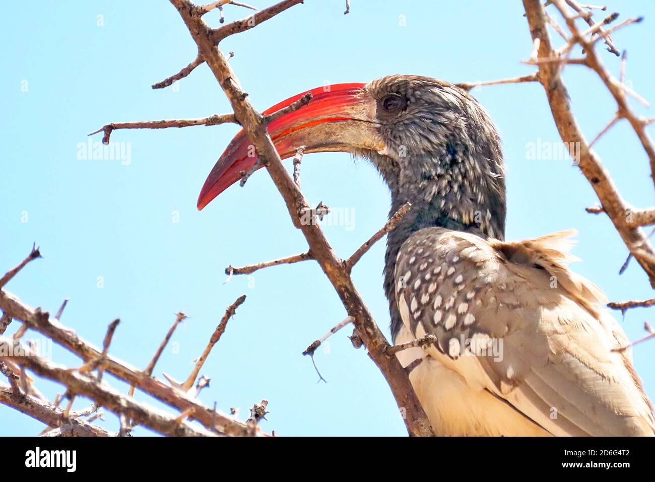 Ein Monteiro-Nashornvogel (Tockus monteiri), der in einem Dornakazienbaum im Okonjima Nature Reserve in Erongo in Namibia sitzt Stockfoto