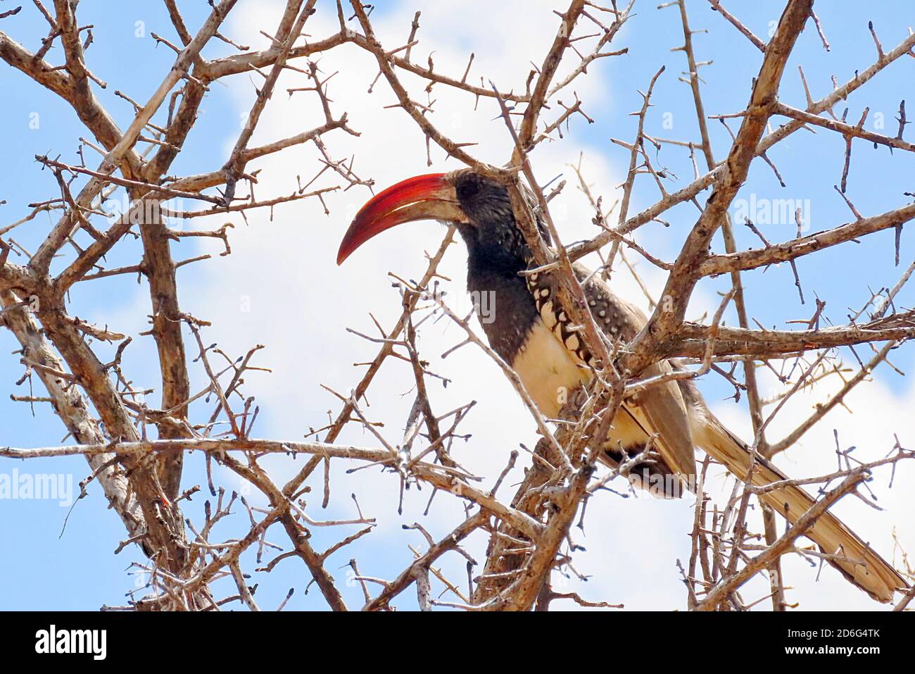 Ein Monteiro-Nashornvogel (Tockus monteiri), der in einem Dornakazienbaum im Okonjima Nature Reserve in Erongo in Namibia sitzt Stockfoto