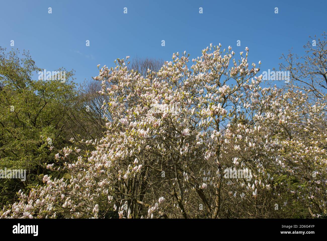 Frühling blühender weißer Magnolienbaum auf einer grasbewachsenen Bank in einem Woodland Garden in Rural Devon, England, Großbritannien Stockfoto
