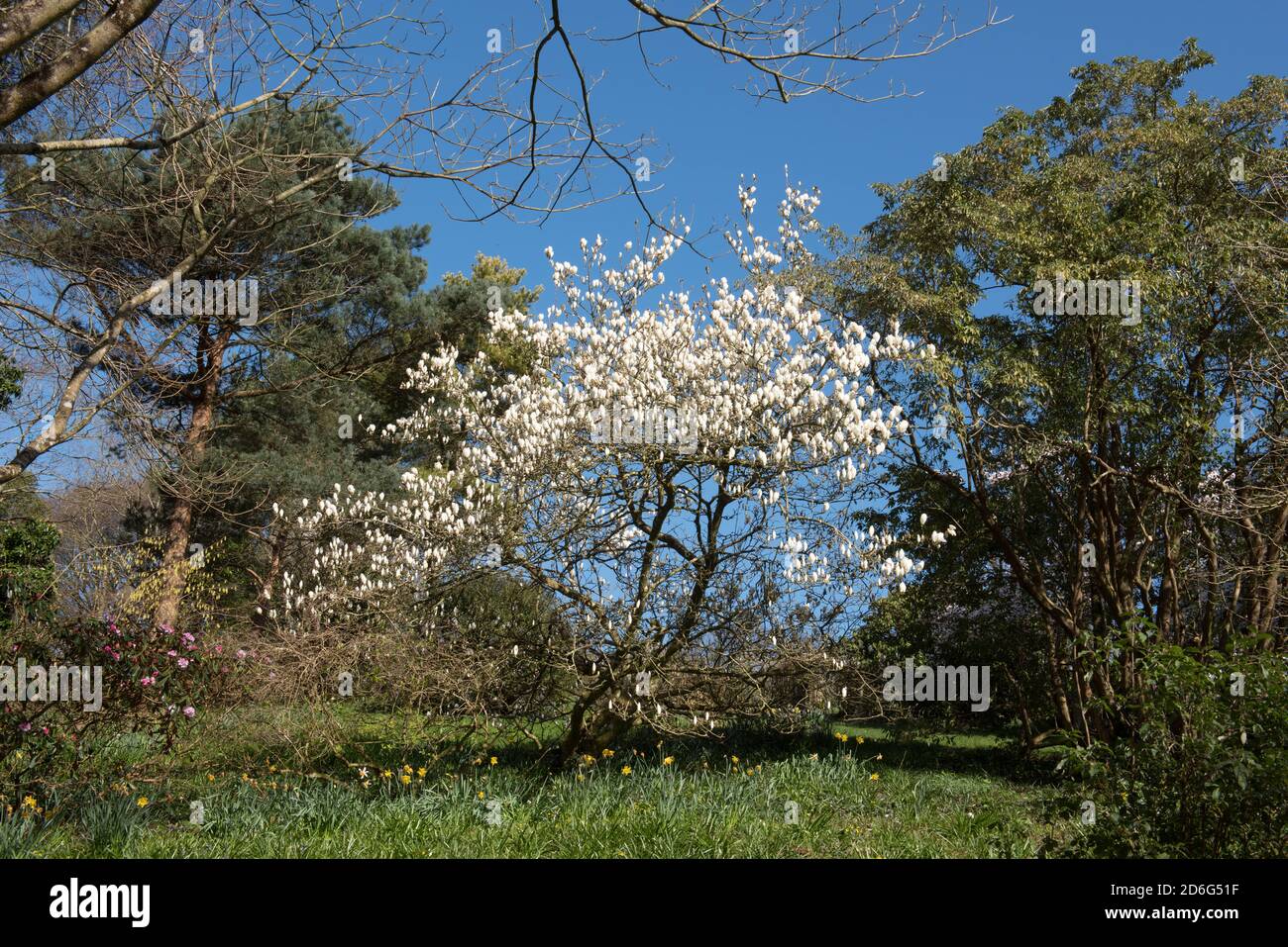 Frühling blühender weißer Magnolienbaum auf einer grasbewachsenen Bank in einem Woodland Garden in Rural Devon, England, Großbritannien Stockfoto