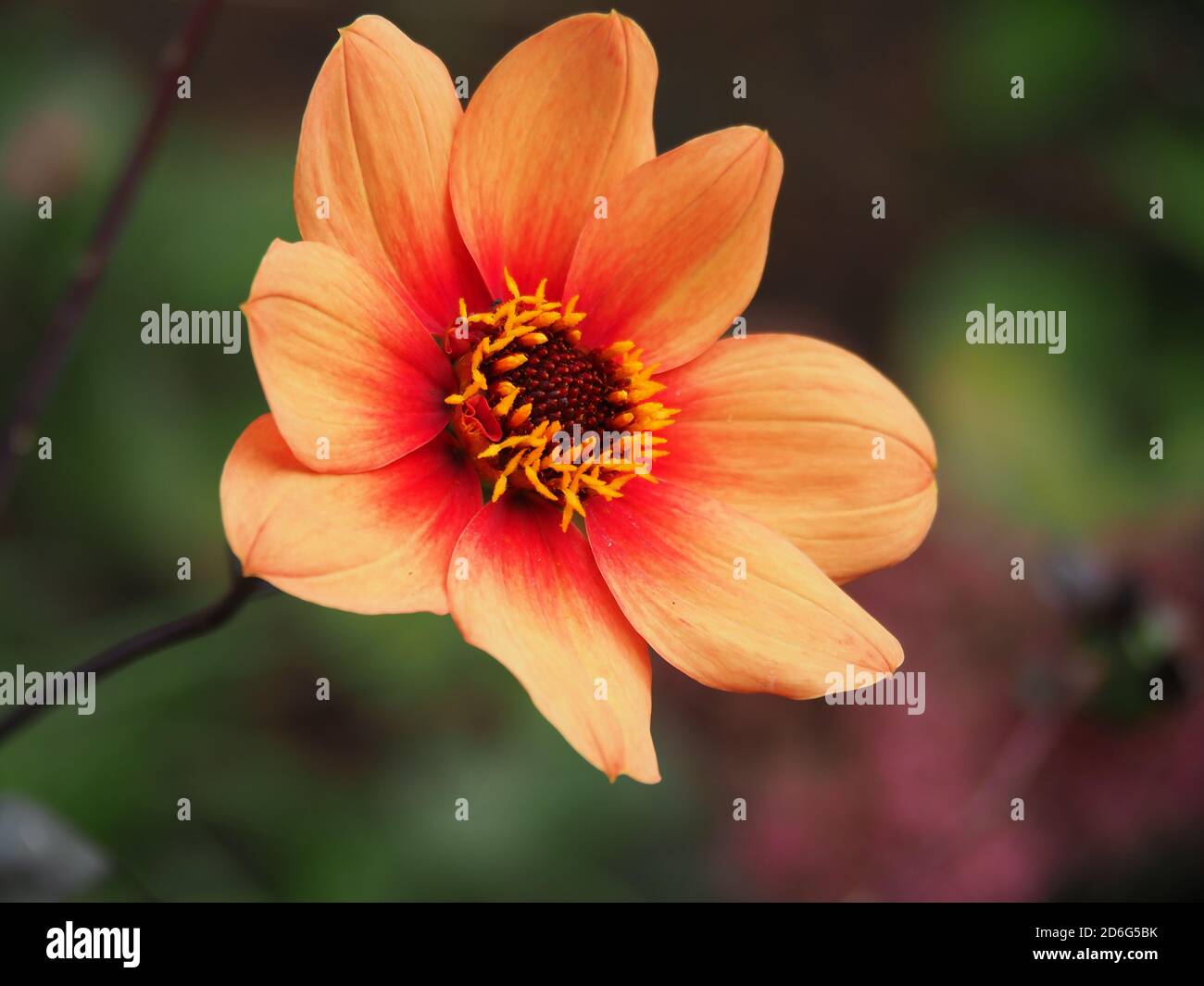 Nahaufnahme einer schönen einzigen Dahlia Blume mit orangen Blütenblättern In einem Garten Stockfoto