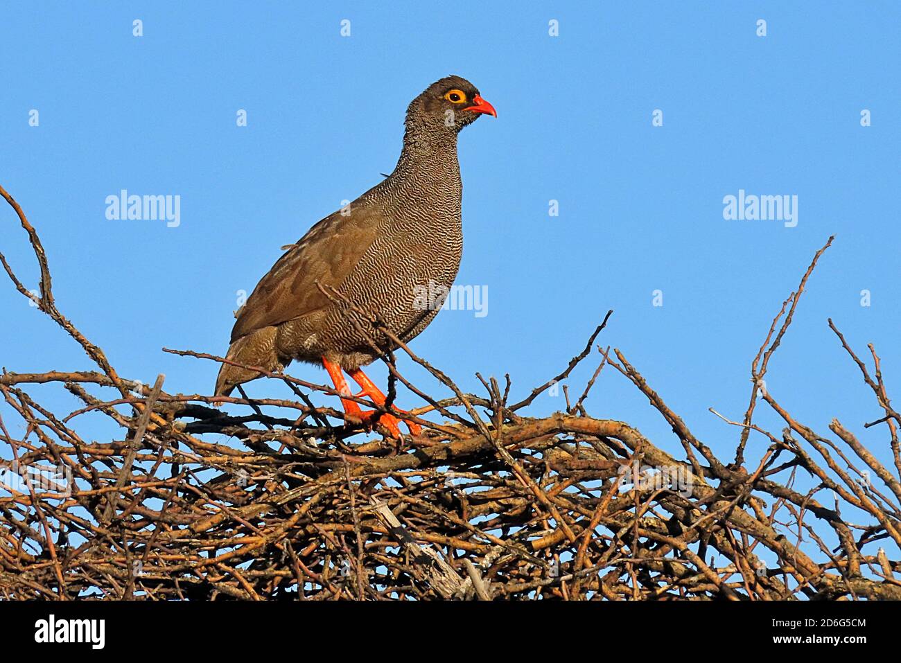 Ein Rotschnabel-Francolin oder Spurfowl (Pternistis adspersus), der auf einem Zweignest im Okonjima Nature Reserve, Erongo Region, Namibia, sitzt Stockfoto