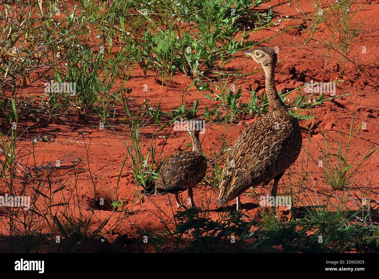 Ein Korhaan und Jungtier (Lophotis ruficrista) im Trockensand des Okonjima Nature Reserve, Erongo Region, Namibia Stockfoto