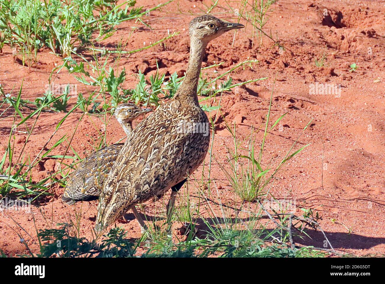 Ein Korhaan und Jungtier (Lophotis ruficrista) im Trockensand des Okonjima Nature Reserve, Erongo Region, Namibia Stockfoto