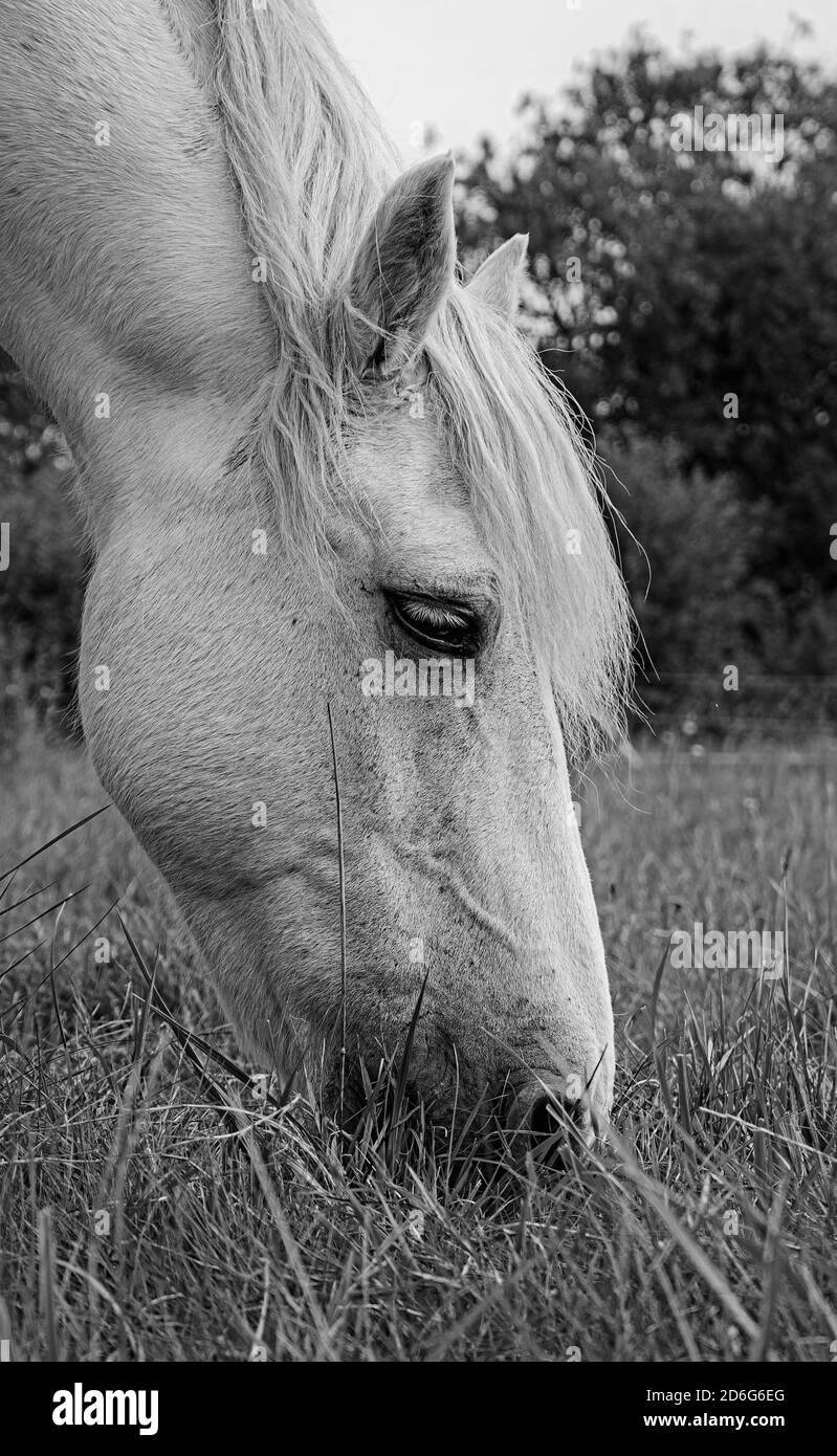 Grauschimmel Stockfoto