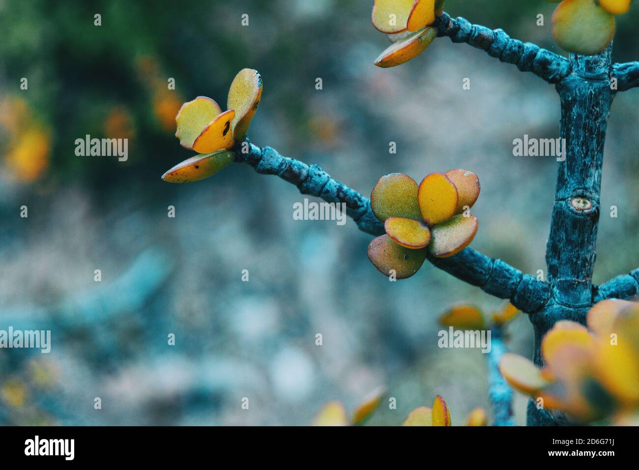 Nahaufnahme von einigen gelblichen saftigen Blättern von Portulacaria afra on Eine Zweigstelle Stockfoto