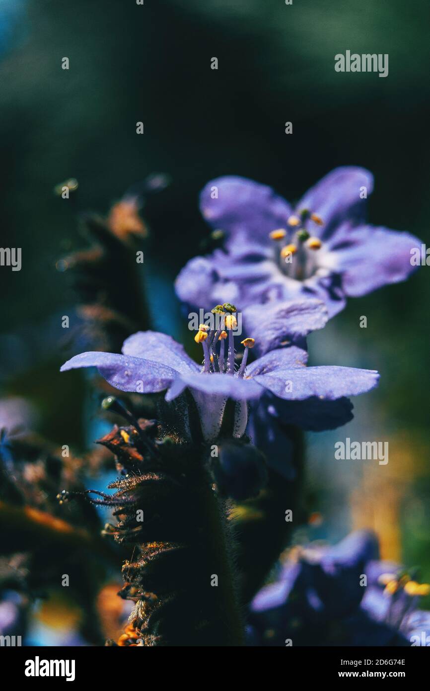 Nahaufnahme der errichteten Staubgefäße einer purpurnen Blüte polemonium caeruleum mit einer anderen unfokussierten Blume auf dem Hintergrund Stockfoto