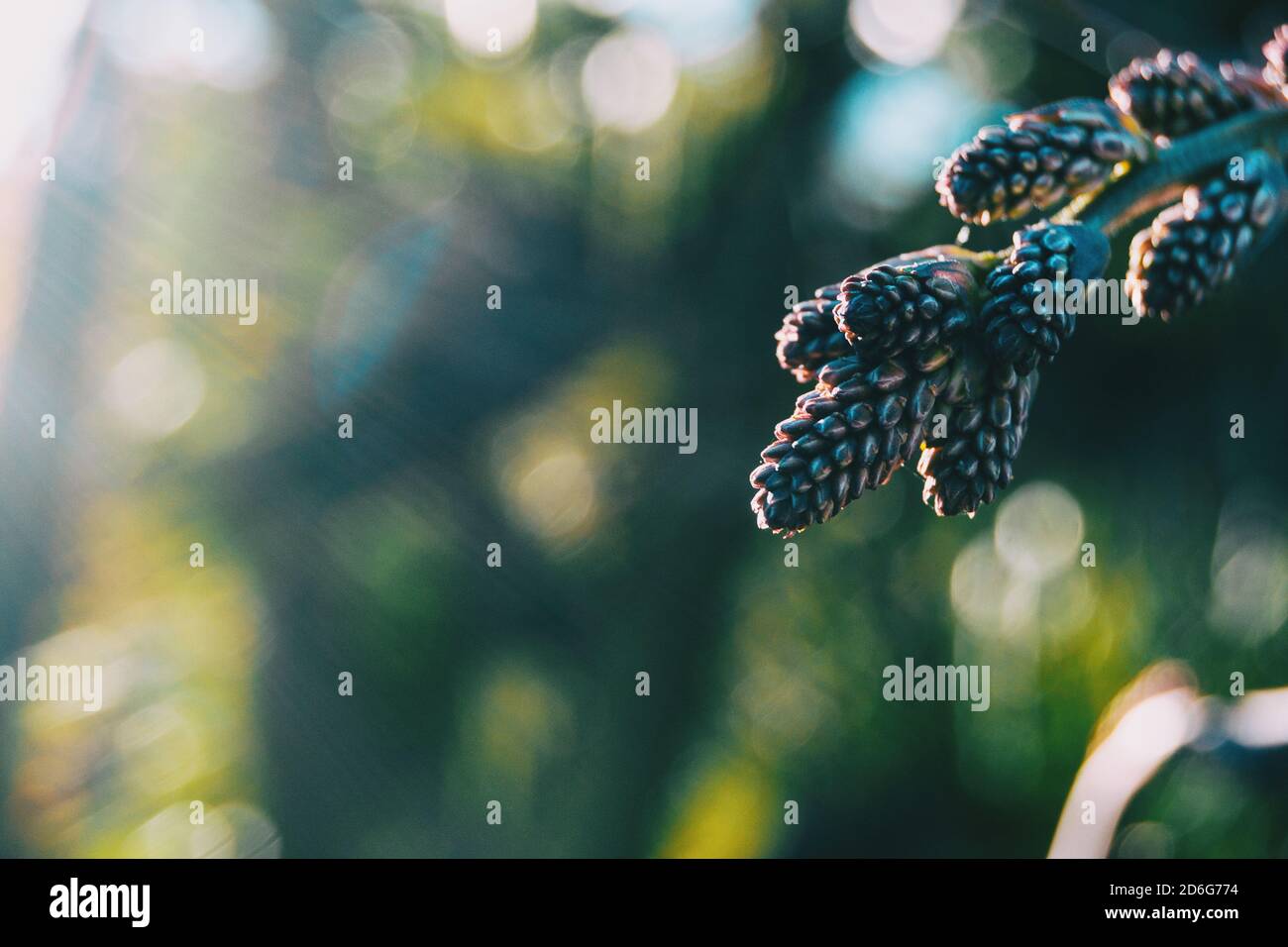 Nahaufnahme von einigen wilden Früchten auf einem Zweig beleuchtet von Sonnenlicht Stockfoto