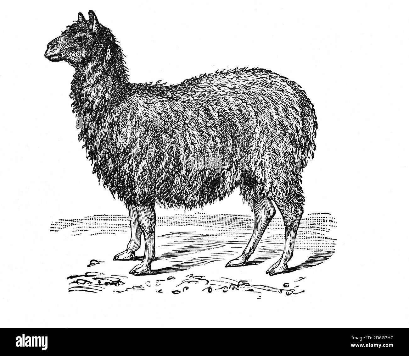 Der Alpaka (Vicugna pacos) ist eine Art südamerikanischer Kameliden, die oft mit dem Lama verwechselt wird. Allerdings werden Alpakas, die merklich kleiner sind als Lamas, in Herden gehalten, die auf den Ebenen Höhen der Anden grasen. Sie wurden speziell für ihre Fasern gezüchtet, die für die Herstellung von gestrickten und gewebten Gegenständen verwendet wurden, ähnlich wie Schafwolle. Stockfoto